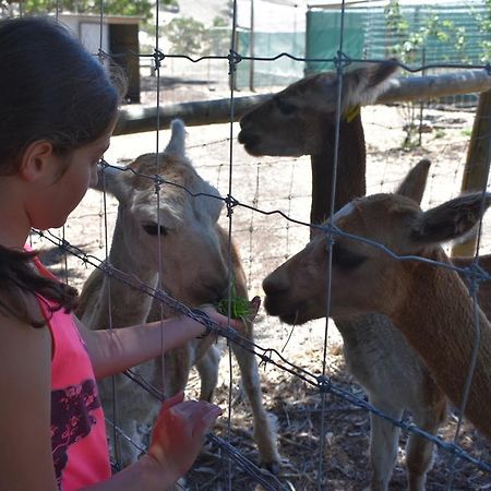 Morella Farmstay Cape Jervis Kültér fotó