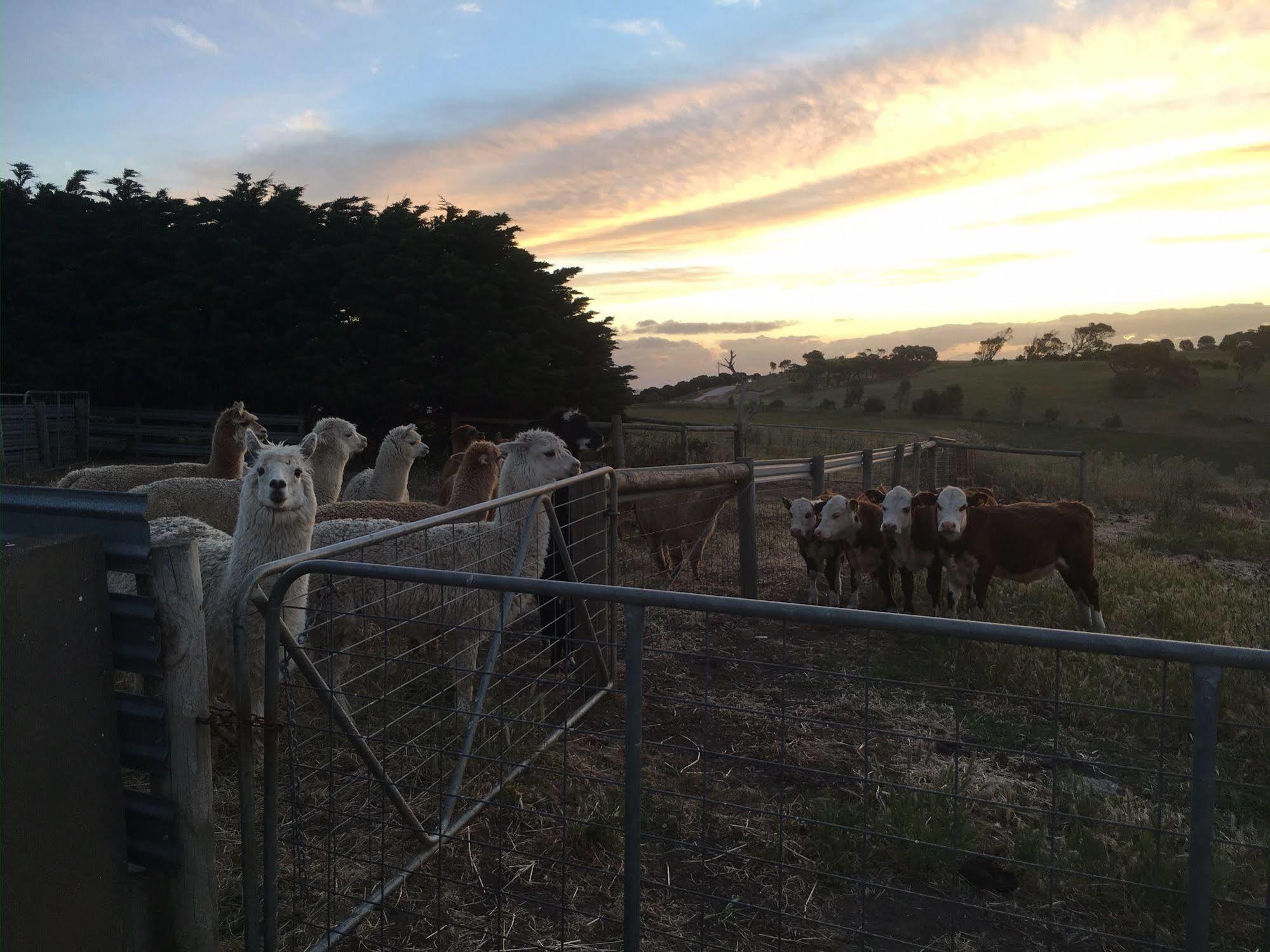 Morella Farmstay Cape Jervis Kültér fotó