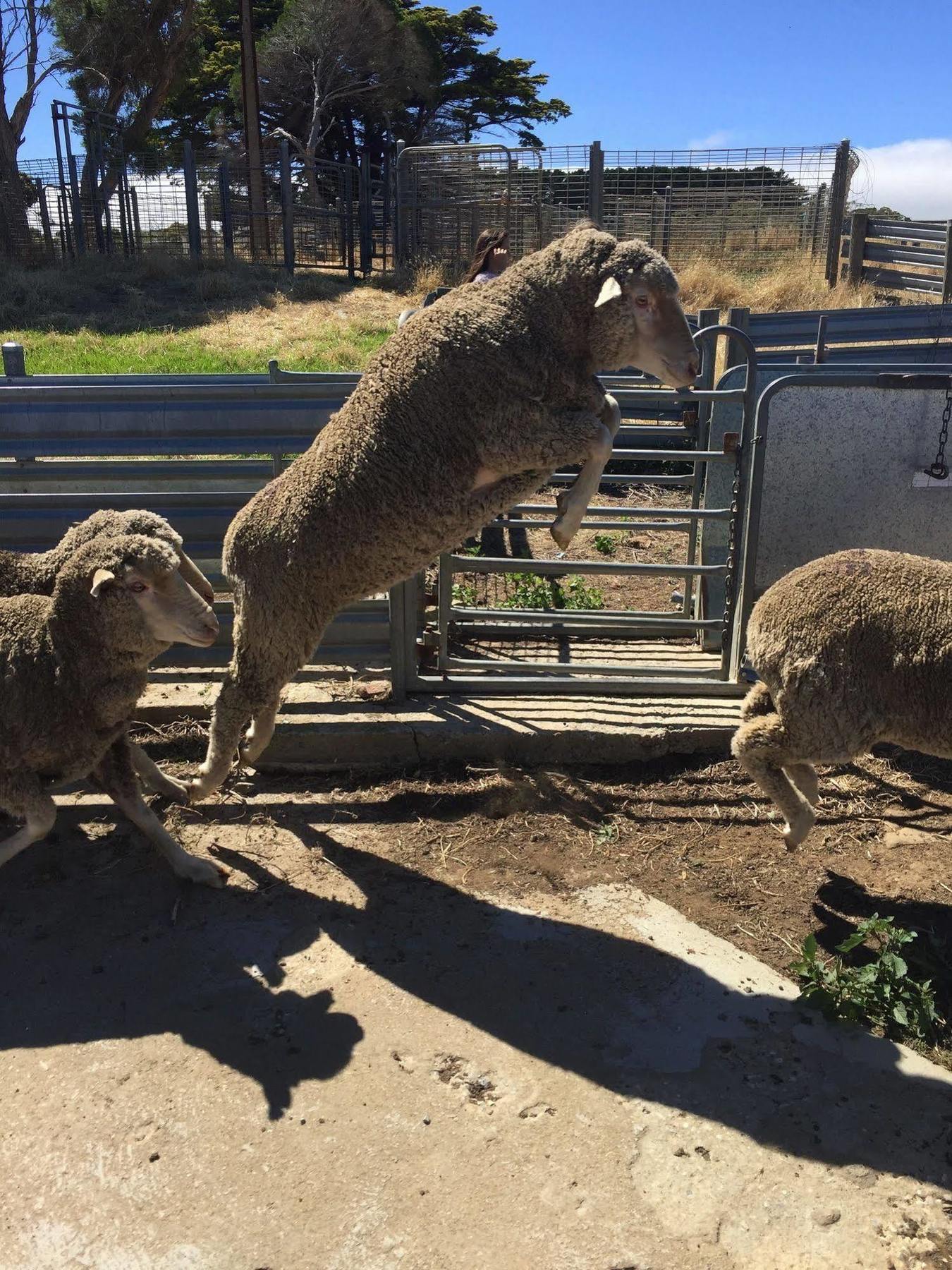 Morella Farmstay Cape Jervis Kültér fotó